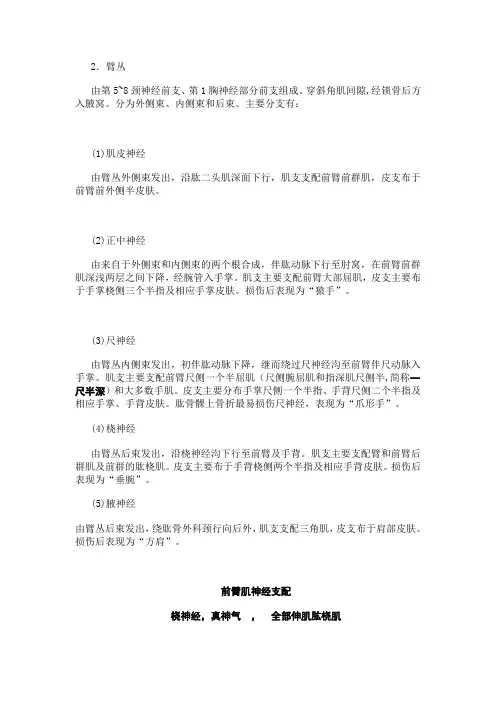 上肢神经