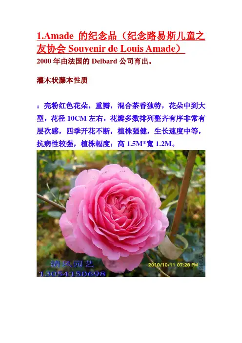 月季品种介绍