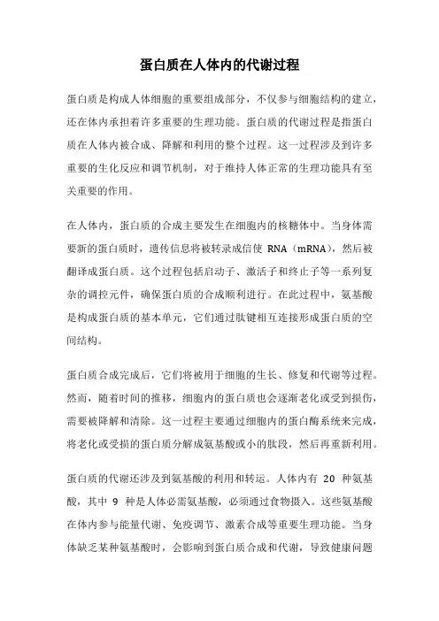 蛋白质在人体内的代谢过程