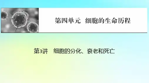 2024版高考生物总复习：细胞的生命历程第3讲细胞的分化衰老和死亡课件