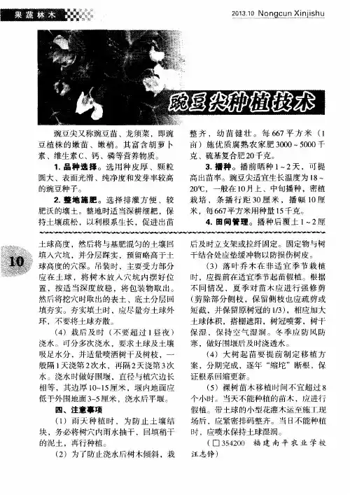 豌豆尖种植技术