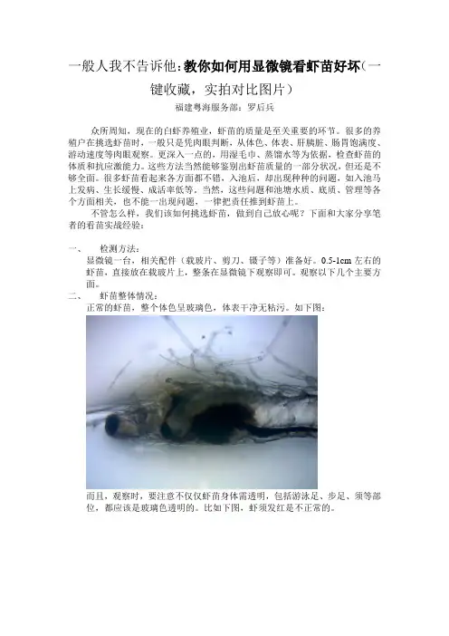罗后兵-教你显微镜看虾苗