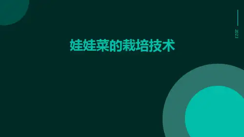 娃娃菜的栽培技术