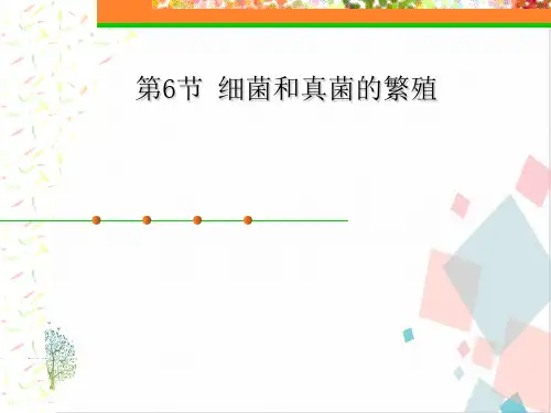 细菌和真菌的繁殖完美课件-ppt下载
