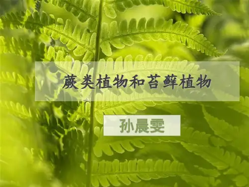 蕨类植物和苔藓植物