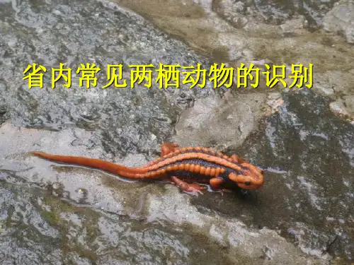 江苏省常见两栖类动物识别