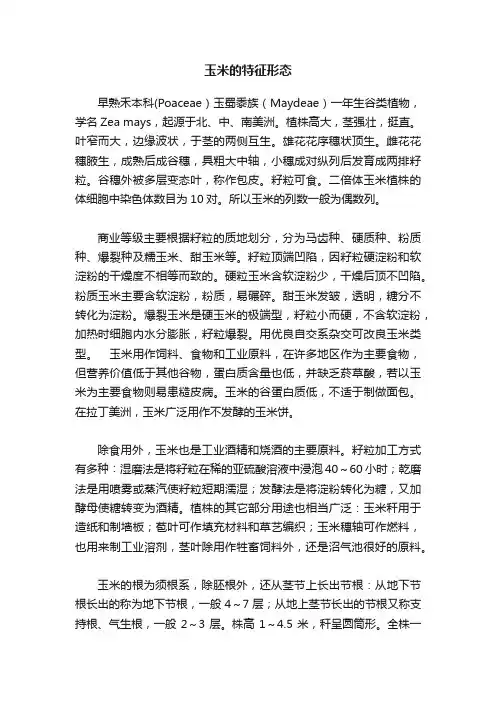 玉米的特征形态