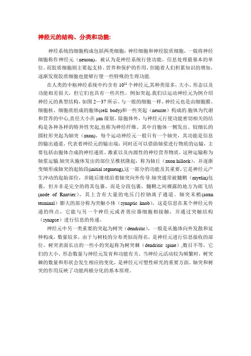 神经元的结构、分类和功能