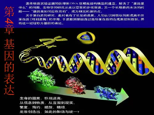 人教版高中生物必修二基因指导蛋白质的合成(46张)-PPT优秀课件