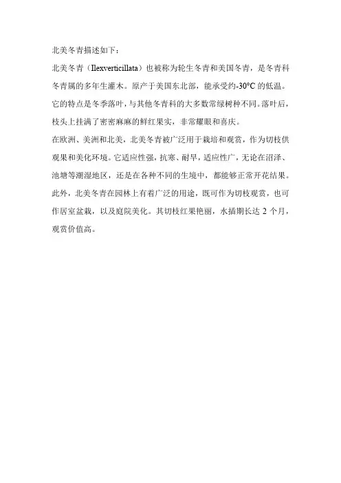 北美冬青描述
