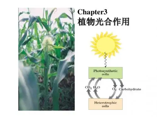 光合作用 (2)