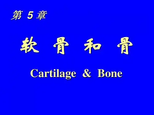 05 软骨和骨