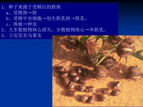 4.6.24.6.1种子的基本形态