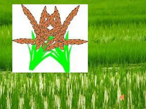 苏教版语文三年级上册18小稻秧脱险记
