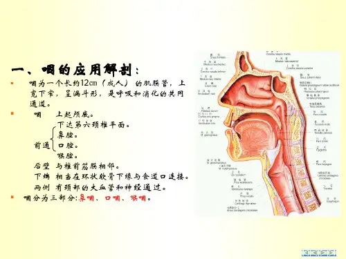 咽喉解剖