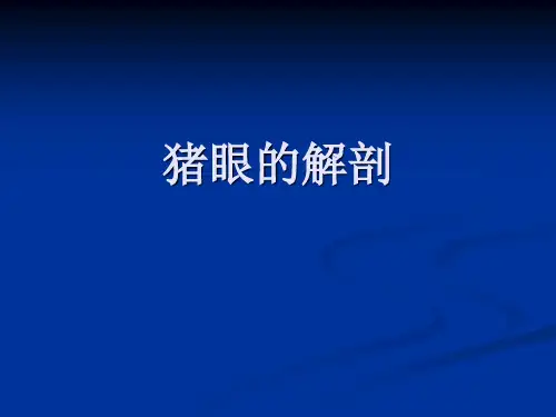 猪眼的解剖汇总精选全文完整版