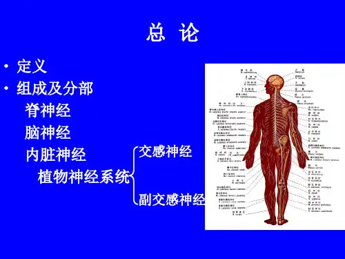 周围神经系统PPT课件