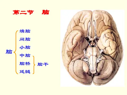脑干小脑