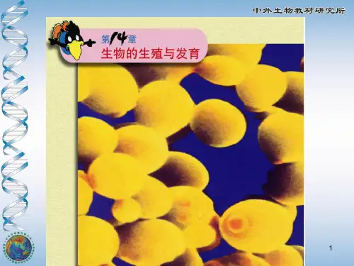 苏教版生物的无性生殖课件