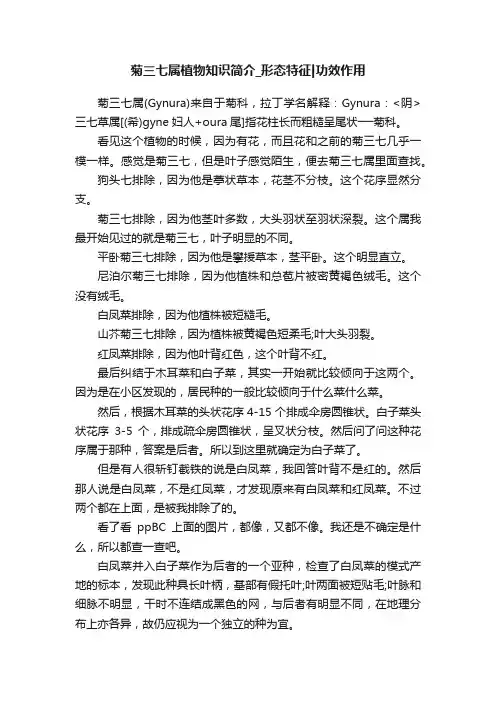 菊三七属植物知识简介_形态特征功效作用