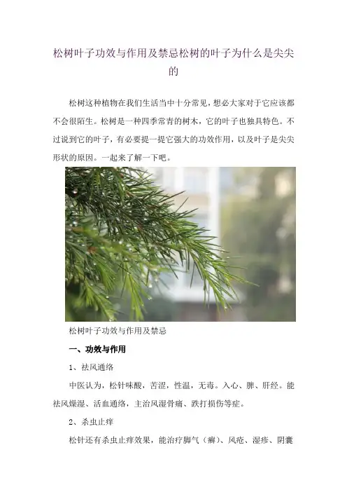 松树叶子功效与作用及禁忌 松树的叶子为什么是尖尖的