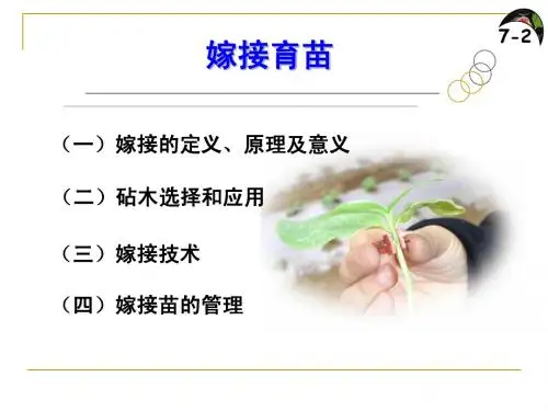 嫁接育苗