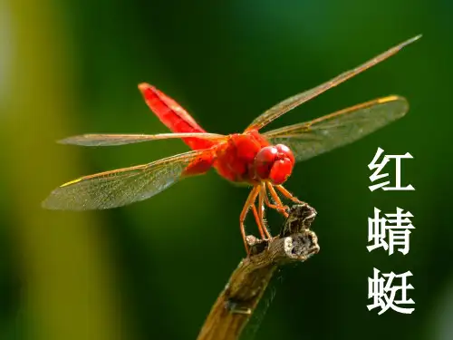 人教新课标音乐四年级下册《红蜻蜓1》PPT课件