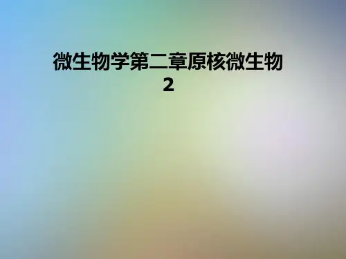 微生物学第二章原核微生物2