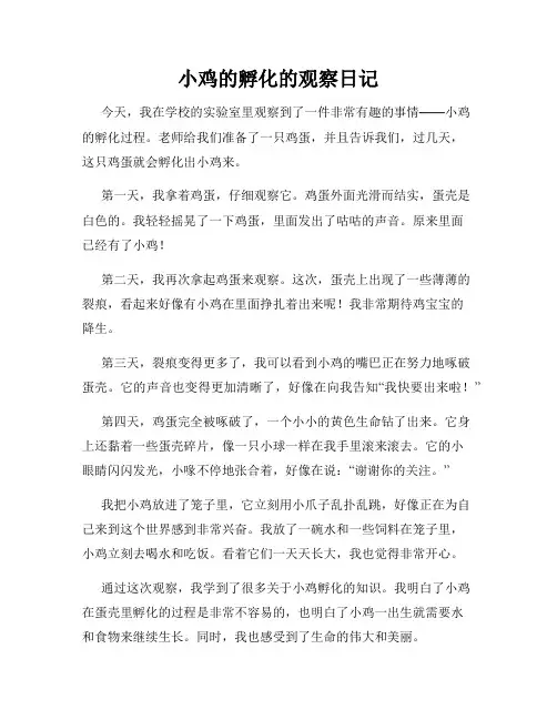 小学三年级作文小鸡的孵化的观察日记