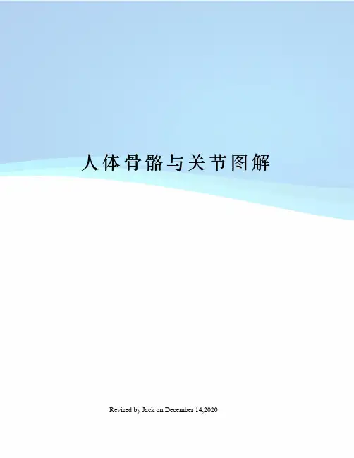 人体骨骼与关节图解