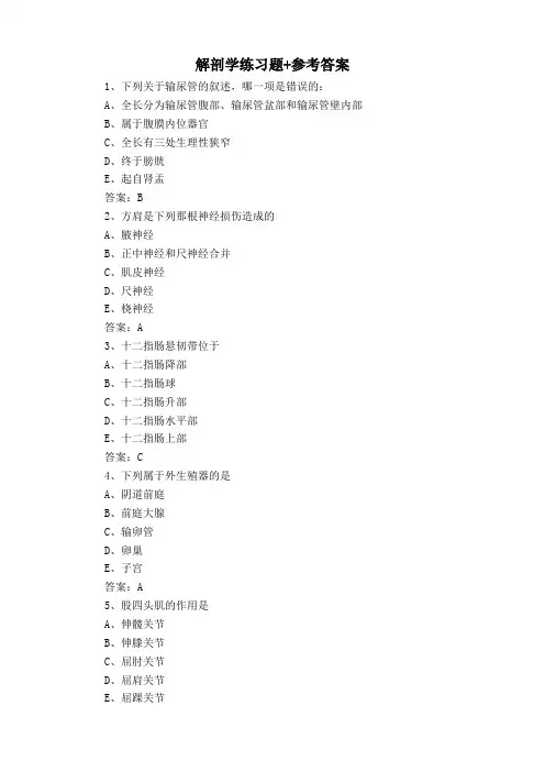 解剖学练习题+参考答案