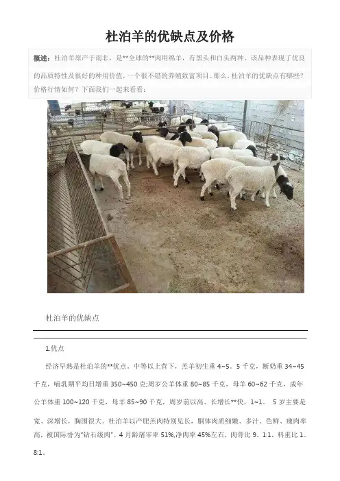 杜泊羊的优缺点及价格