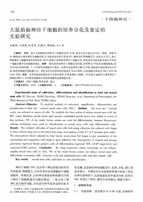 大鼠胎脑神经干细胞的培养分化及鉴定的实验研究