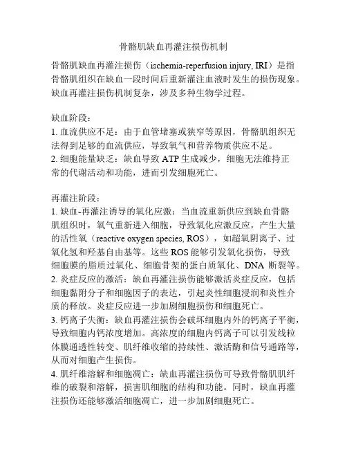 骨骼肌缺血再灌注损伤机制