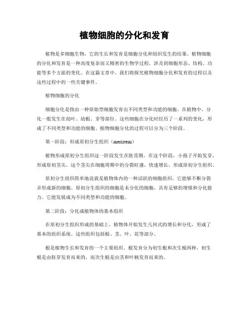 植物细胞的分化和发育