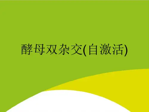 酵母双杂交(自激活)PPT(完整版)