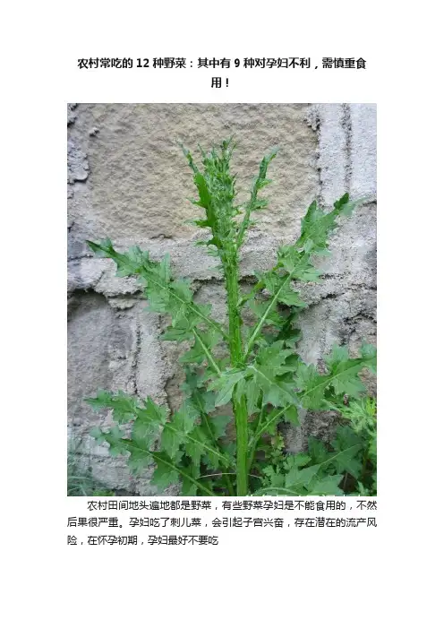 农村常吃的12种野菜：其中有9种对孕妇不利，需慎重食用！