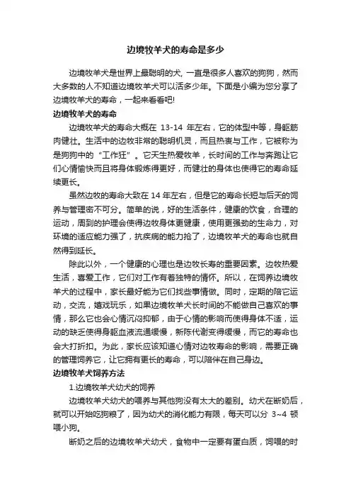 边境牧羊犬的寿命是多少