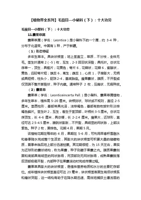 【植物界全系列】毛茛目—小檗科（下）：十大功劳