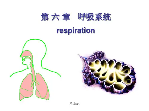 生理学第章呼吸系统