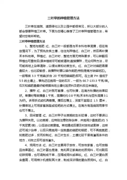 三叶草的种植管理方法