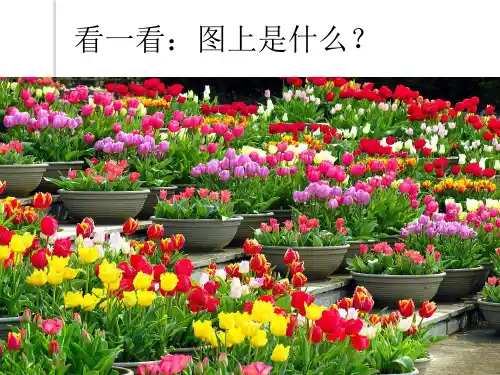 幼儿早教：认识颜色和形状演讲稿.pptx