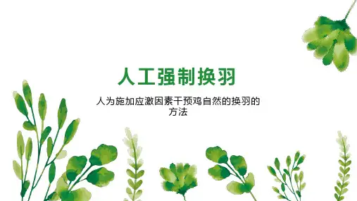 人工强制换羽