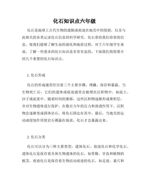 化石知识点六年级