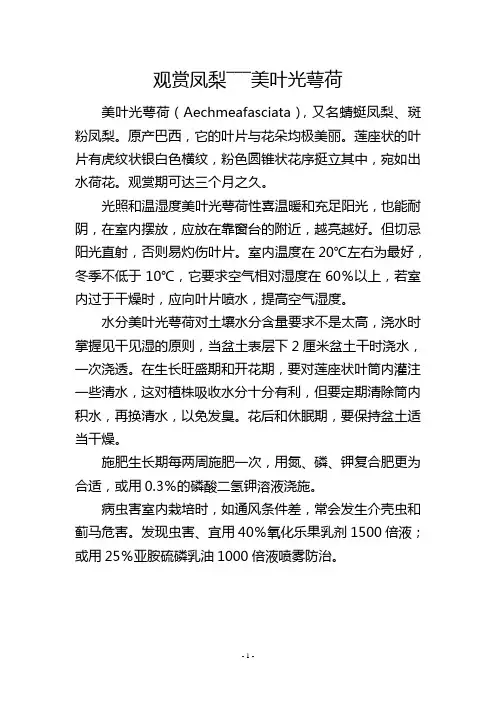观赏凤梨―――美叶光萼荷