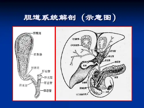 医学影像学胆及胆系