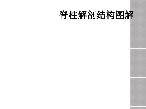 脊柱解剖结构图解