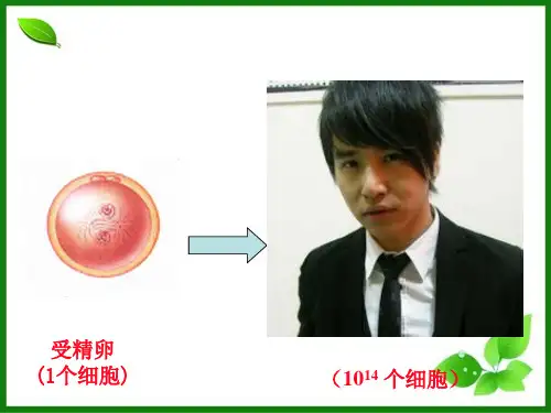 细胞增殖PPT课件45 苏教版