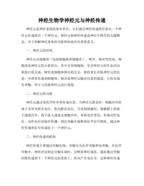神经生物学神经元与神经传递