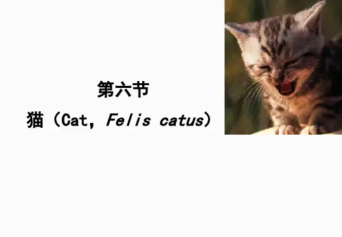 实验动物学 猫